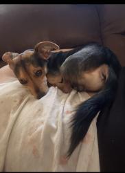 Lost Male Dog last seen In the Alley on 4th street , Columbus, OH 43201