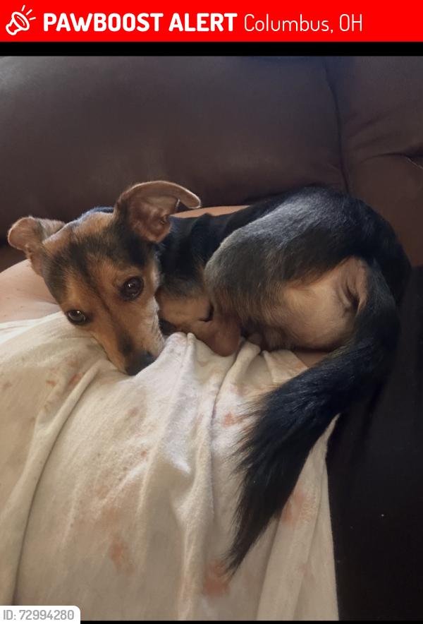 Lost Male Dog last seen In the Alley on 4th street , Columbus, OH 43201