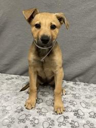 Shelter Stray Female Dog last seen , 38550 Sierra Hwy, Palmdale, CA 93550, USA