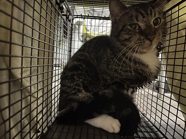 Shelter Stray Male Cat last seen E CHESTER ST CLERMONT, 12280 County Rd 448, Tavares, FL 32778, USA