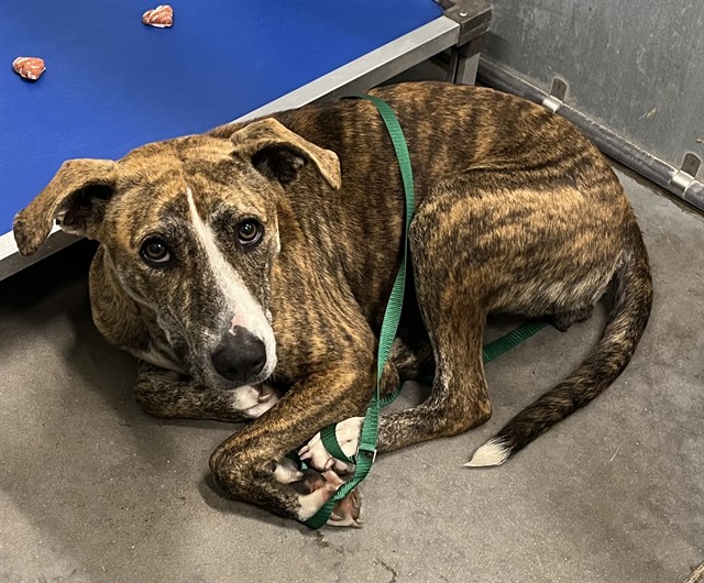 Shelter Stray Female Dog last seen CR 452 & LAKE YALE EUSTIS, 12280 County Rd 448, Tavares, FL 32778, USA