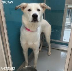 Shelter Stray Female Dog last seen NW 57TH & MAY, 2811 SE 29th St, Oklahoma City, OK 73129, USA