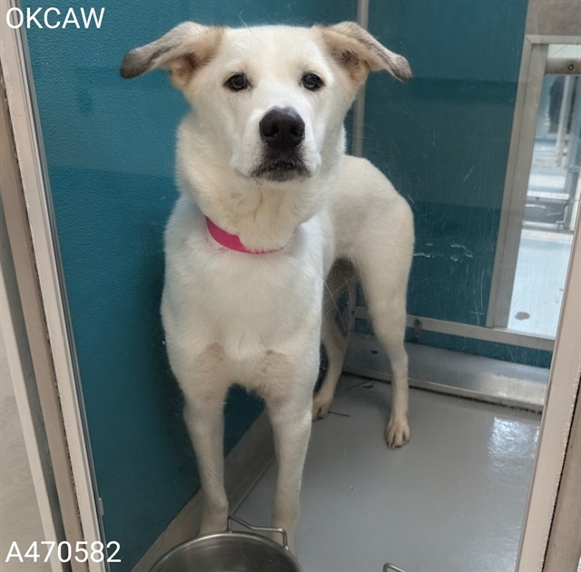 Shelter Stray Female Dog last seen NW 57TH & MAY, 2811 SE 29th St, Oklahoma City, OK 73129, USA