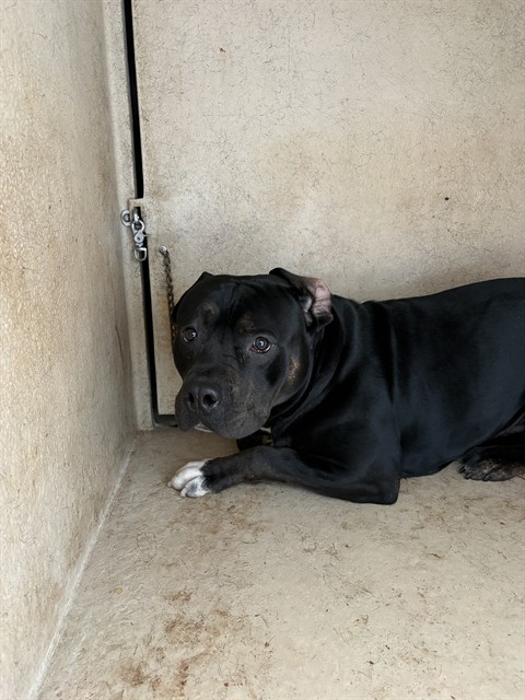 Shelter Stray Unknown Dog last seen Near BLOCK NW EXPRESSWAY ATP 262 73132, 2811 SE 29th St, Oklahoma City, OK 73129, USA