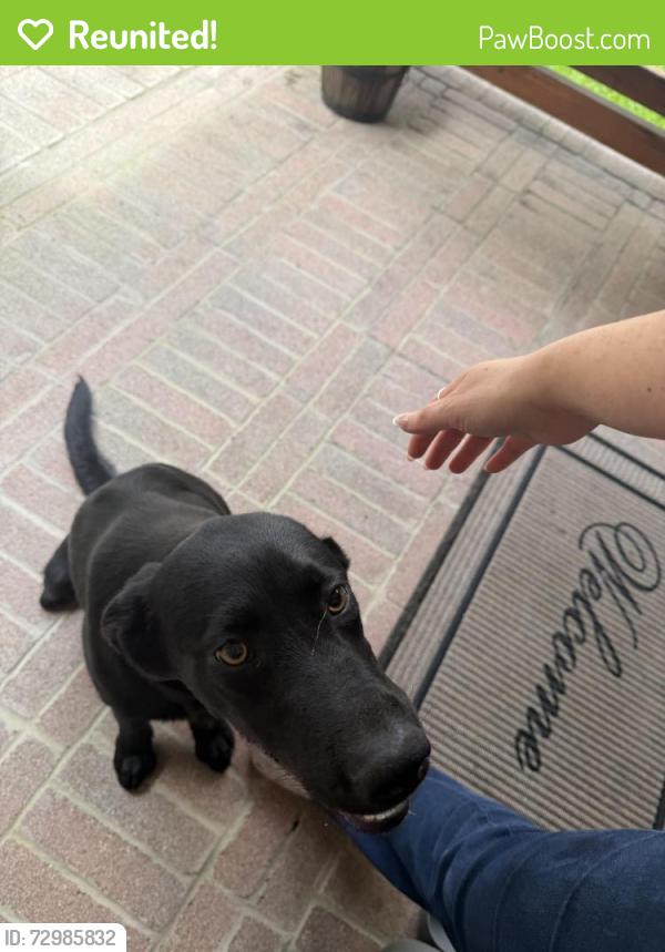 Reunited Male Dog last seen Province st, Houston, TX 77049