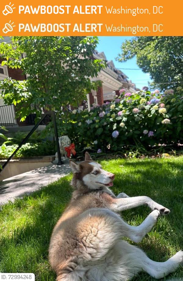 Found/Stray Unknown Dog last seen Jefferson St NW and 9th St NW, Washington, DC 20011