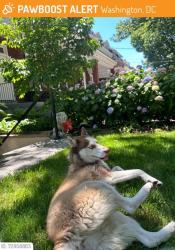 Found/Stray Unknown Dog last seen Jefferson St NW and 9th St NW, Washington, DC 20011
