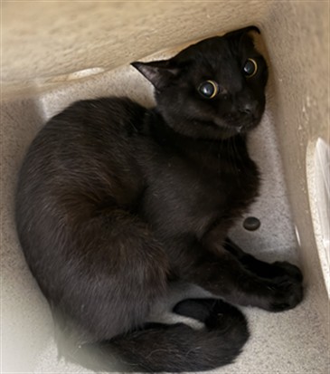 Shelter Stray Unknown Cat last seen NORTHLAKE BLVD/AS, 232 Eslinger Way, Sanford, FL 32773, USA