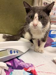Shelter Stray Male Cat last seen Near BLOCK GROVE AVE, RIVERSIDE CA 92507, 6851 Van Buren Boulevard, Jurupa Valley, CA 92509, USA