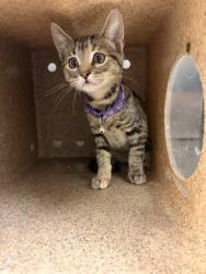 Shelter Stray Female Cat last seen Near BLOCK TREASURE DR, EASTVALE CA, 6851 Van Buren Boulevard, Jurupa Valley, CA 92509, USA