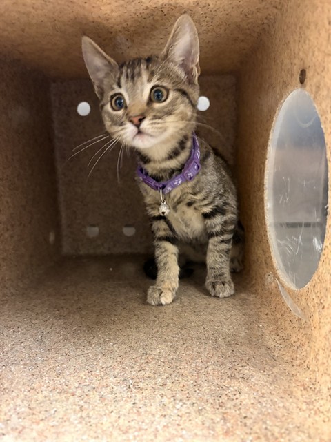 Shelter Stray Female Cat last seen Near BLOCK TREASURE DR, EASTVALE CA, 6851 Van Buren Boulevard, Jurupa Valley, CA 92509, USA