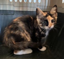 Shelter Stray Female Cat last seen CHASE HARBOR LN, 8311 Freedom Dr, Pearland, TX 77581, USA