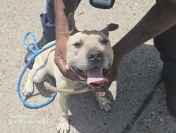 Shelter Stray Male Dog last seen Near BLOCK LESURE ST, DETROIT, MI 48235, 7401 Chrysler Dr, Detroit, MI 48211, USA