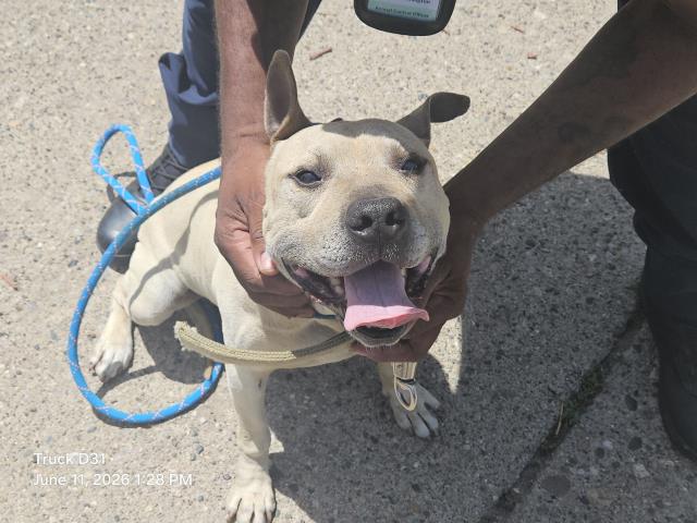 Shelter Stray Male Dog last seen Near BLOCK LESURE ST, DETROIT, MI 48235, 7401 Chrysler Dr, Detroit, MI 48211, USA