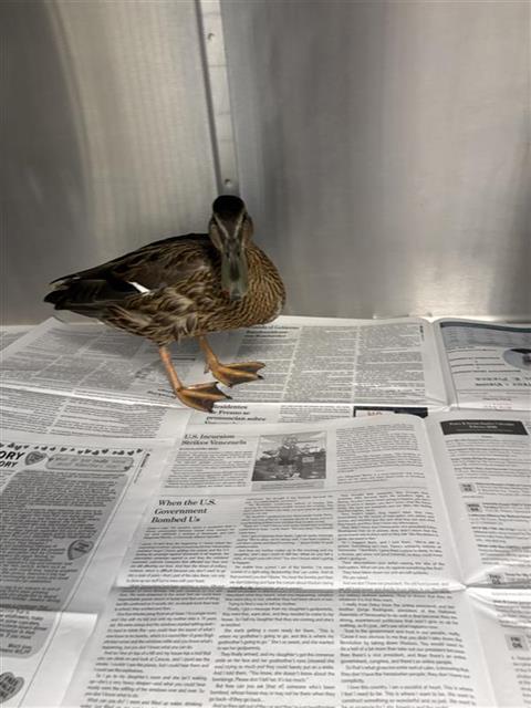 Shelter Stray Female Bird last seen Near BLOCK RIVER PARK PL E, FRESNO CA 93720 1669, 5277 E Airways Blvd, Fresno, CA 93727, USA