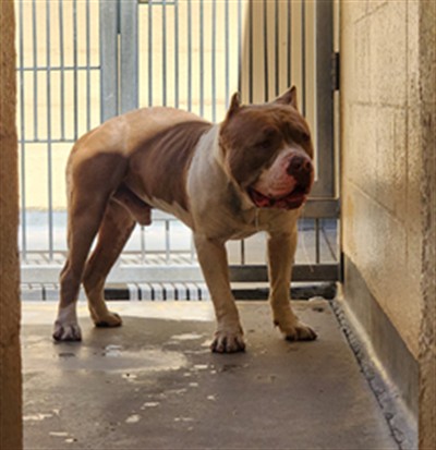 Shelter Stray Male Dog last seen , 14409 Vanowen St, Van Nuys, CA 91405, USA