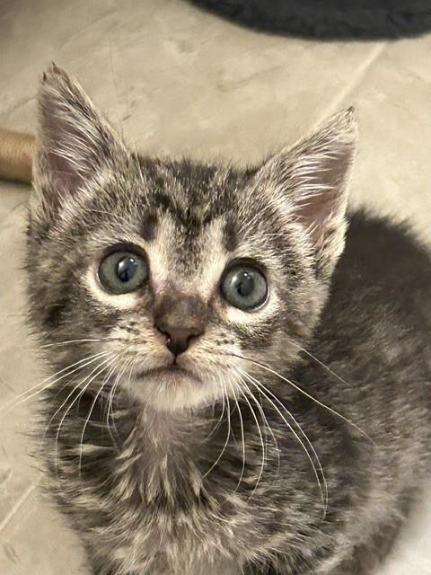 Shelter Stray Female Cat last seen CHARLOTTE, 8315 Byrum Dr, Charlotte, NC 28217, USA