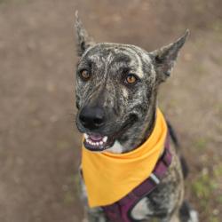 Shelter Stray Female Dog last seen FLAME TANAGER, 4710 TX-151, San Antonio, TX 78227, USA