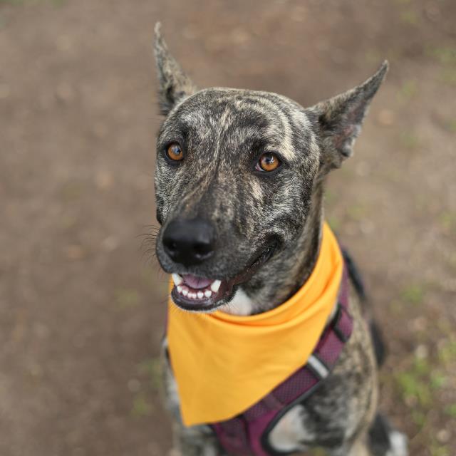 Shelter Stray Female Dog last seen FLAME TANAGER, 4710 TX-151, San Antonio, TX 78227, USA