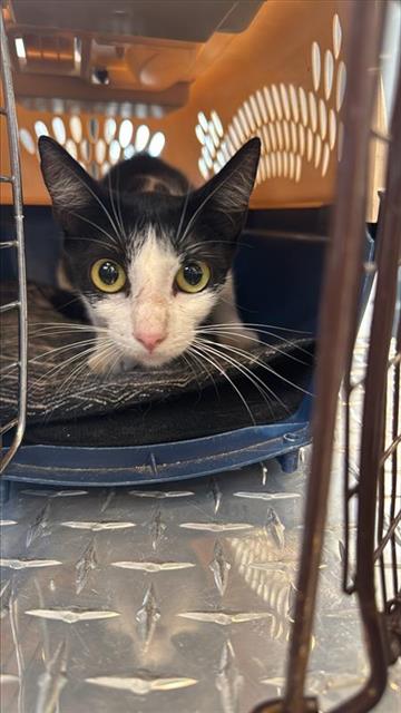 Shelter Stray Female Cat last seen DRAGON ROCK, 4710 TX-151, San Antonio, TX 78227, USA