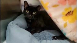 Shelter Stray Female Cat last seen LAKE ST LOUIS, 4850 Mid Rivers Mall Dr, St Peters, MO 63376, USA