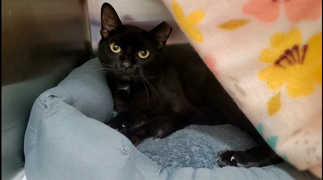 Shelter Stray Female Cat last seen LAKE ST LOUIS, 4850 Mid Rivers Mall Dr, St Peters, MO 63376, USA