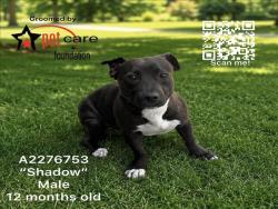 Shelter Stray Male Dog last seen , 3201 Lacy St, Los Angeles, CA 90031, USA