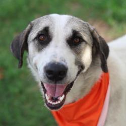 Shelter Stray Female Dog last seen Near BLOCK OF BERNARD DR, 4710 TX-151, San Antonio, TX 78227, USA