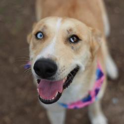 Shelter Stray Female Dog last seen Near BLOCK W MAYFIELD, 4710 TX-151, San Antonio, TX 78227, USA