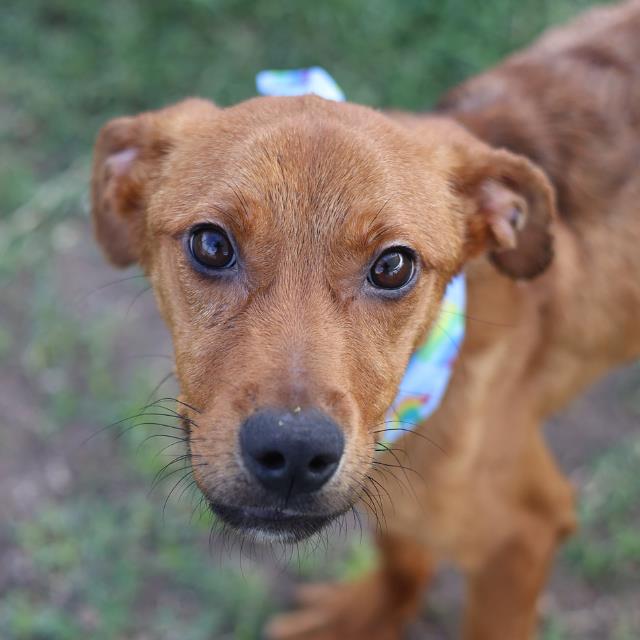 Shelter Stray Male Dog last seen Near BLOCK DANNY KAYE, 4710 TX-151, San Antonio, TX 78227, USA