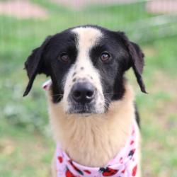 Shelter Stray Male Dog last seen Near BLOCK DANNY KAYE, 4710 TX-151, San Antonio, TX 78227, USA
