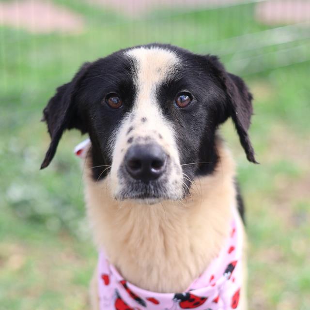 Shelter Stray Male Dog last seen Near BLOCK DANNY KAYE, 4710 TX-151, San Antonio, TX 78227, USA