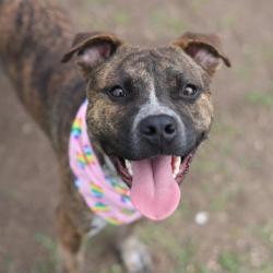 Shelter Stray Male Dog last seen Near BLOCK OF CASA ESPANA, 4710 TX-151, San Antonio, TX 78227, USA