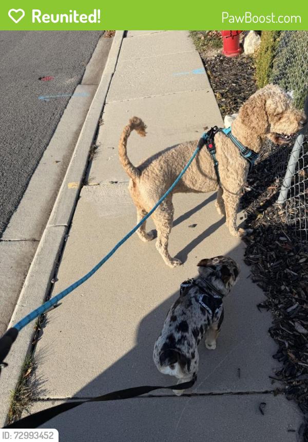 Reunited Male Dog last seen Near w 4120 s, West Valley City, UT 84128