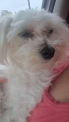 Lost Male Dog last seen Unkniwn, Conroe, TX 77301