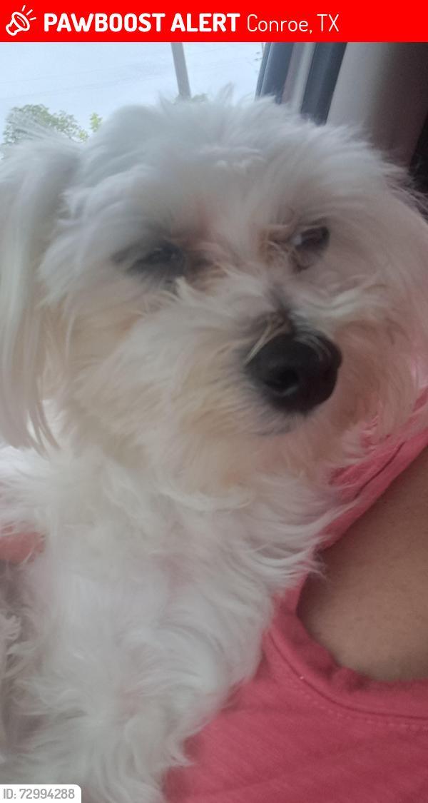 Lost Male Dog last seen Unkniwn, Conroe, TX 77301