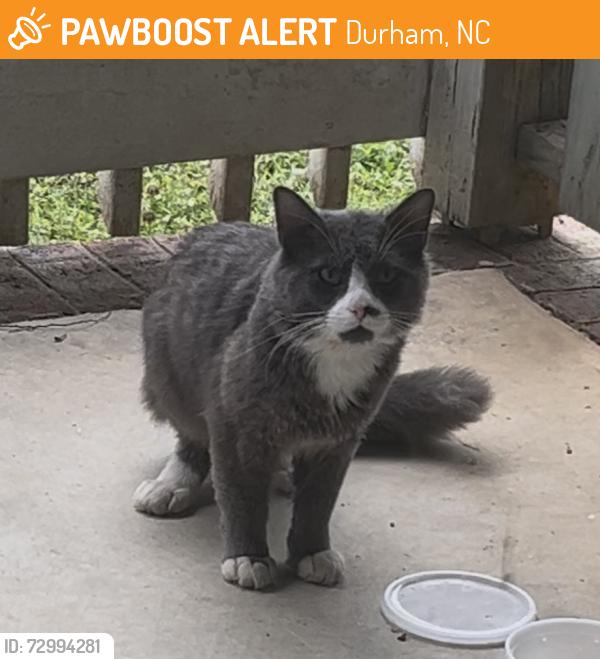 Found/Stray Unknown Cat last seen Mayfield Dr and Bishopstone Dr, Durham, NC 27705