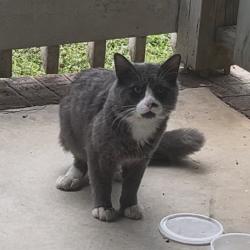 Found/Stray Unknown Cat last seen Mayfield Dr and Bishopstone Dr, Durham, NC 27705