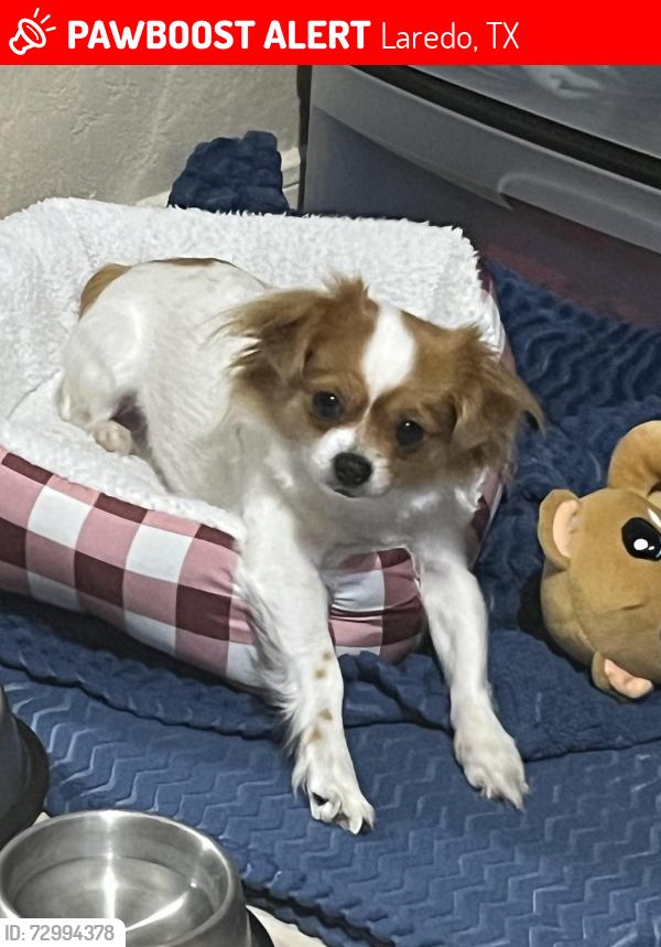 Lost Female Dog last seen McPhearson, Laredo, TX 78045
