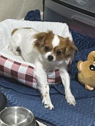 Lost Female Dog last seen McPhearson, Laredo, TX 78045