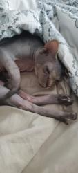 Reunited Male Cat last seen Glennmoor Golf Club, South Jordan, UT 84009