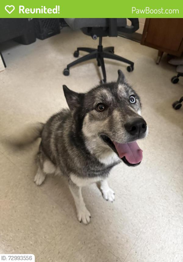 Reunited Female Dog last seen Marsh Point Rd, Neptune Beach, FL 32266