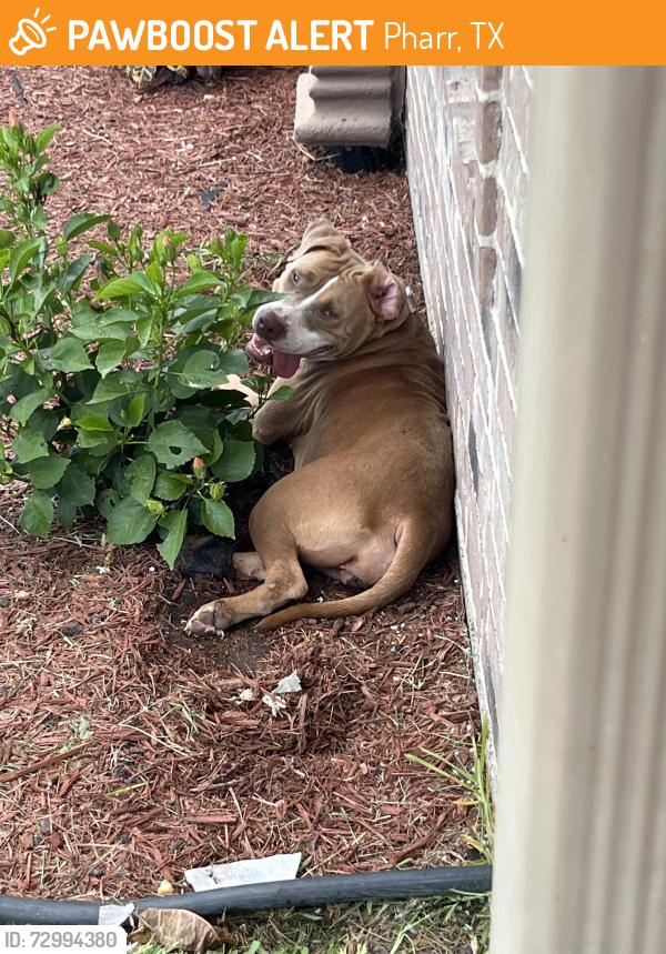 Found/Stray Female Dog last seen North Robin, Pharr, TX 78577
