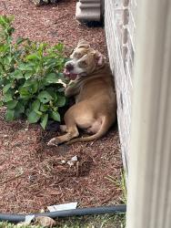 Found/Stray Female Dog last seen North Robin, Pharr, TX 78577