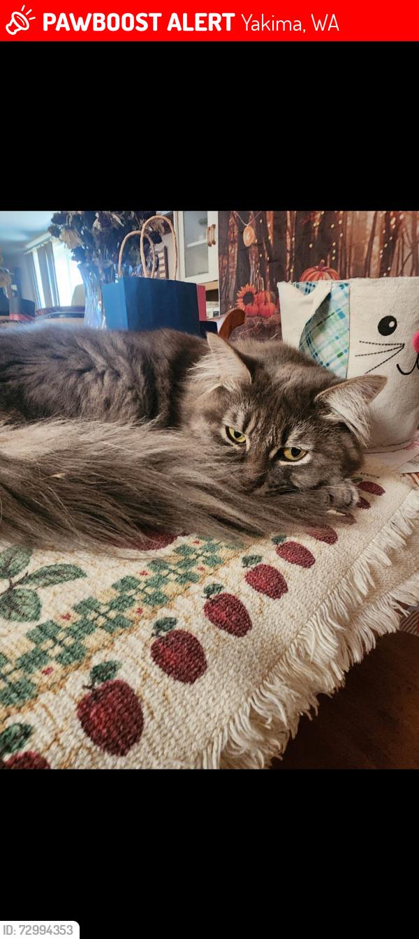 Lost Female Cat last seen Stone road and summitview extension, Yakima, WA 98908