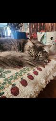 Lost Female Cat last seen Stone road and summitview extension, Yakima, WA 98908