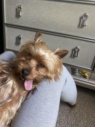 Lost Male Dog last seen Shoals Ln, Union city GA, Union City, GA 30291