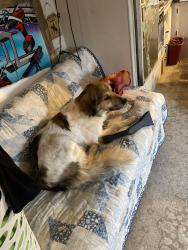 Found/Stray Female Dog last seen FM 1729, Lubbock, TX 79403