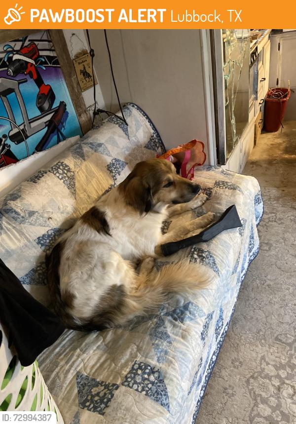 Found/Stray Female Dog last seen FM 1729, Lubbock, TX 79403