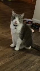 Reunited Male Cat last seen Paradise Lane, Bessemer, AL 35022